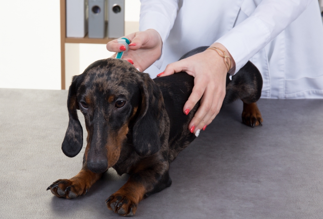 Pozostałe obowiązkowe szczepienia dla psów