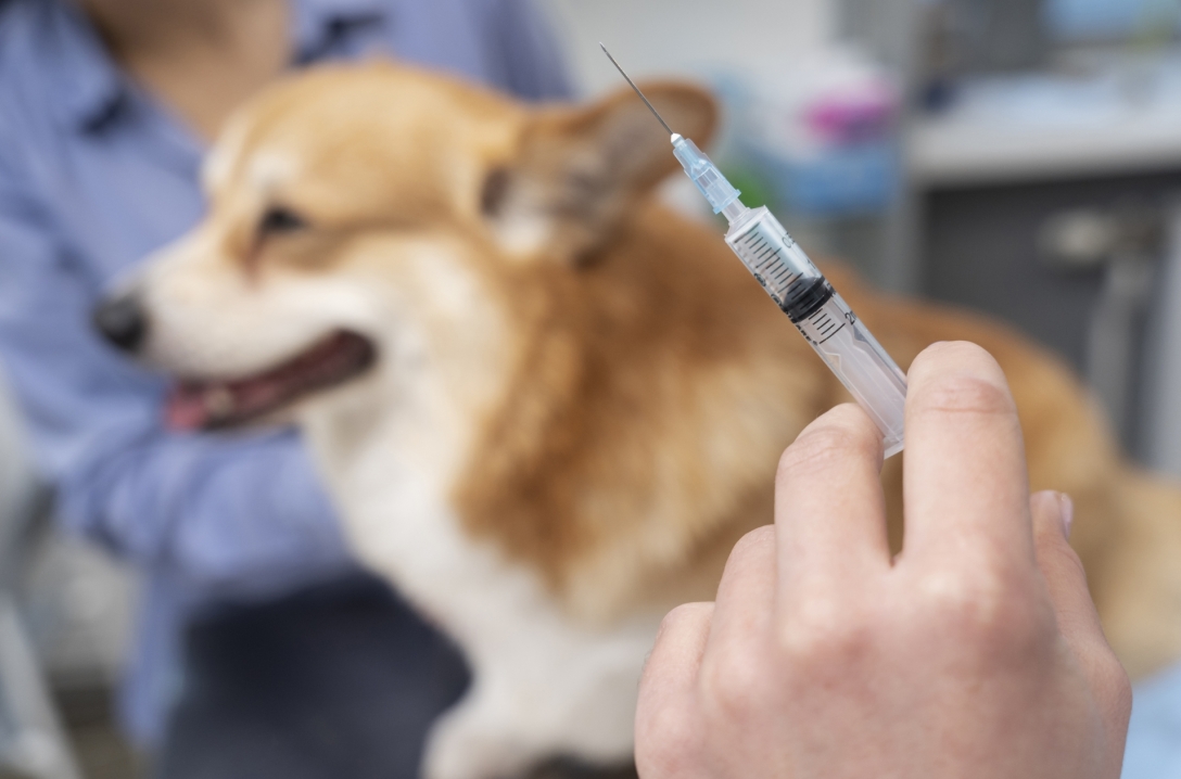 Szczepienia dla psa: Podstawy i znaczenie